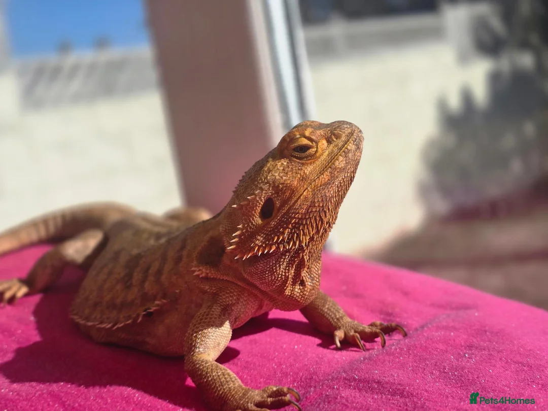 Bearded Dragon reptiles for sale: Bearded dragon in Weymouth - Advert 2