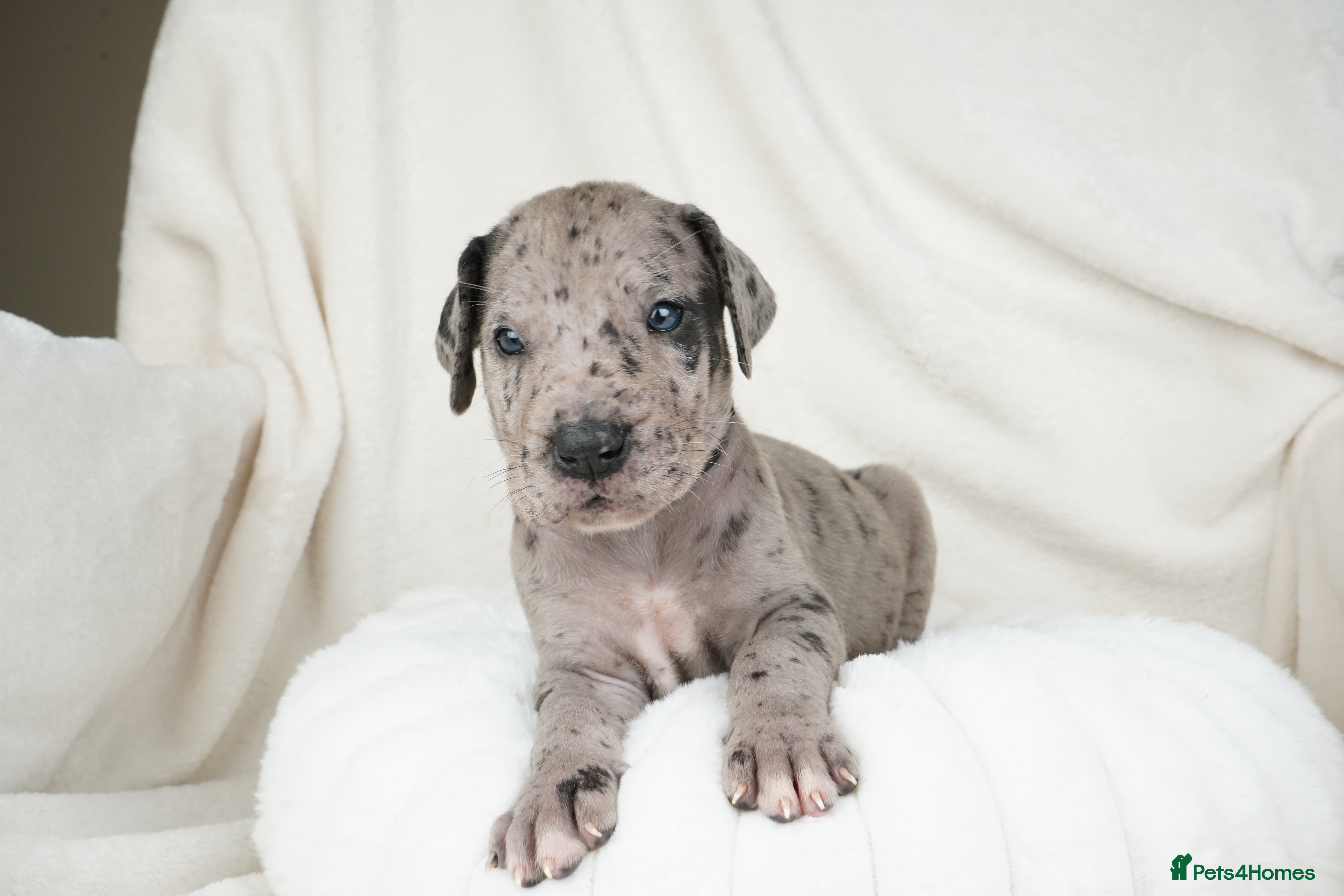 Great Dane dogs Health Tested KC reg Great Dane puppies - Advert 1