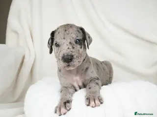 Great Dane dogs Health Tested KC reg Great Dane puppies - Advert 1