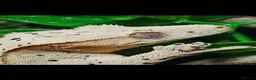 Gecko reptiles for sale: Male crested gecko - Advert 1