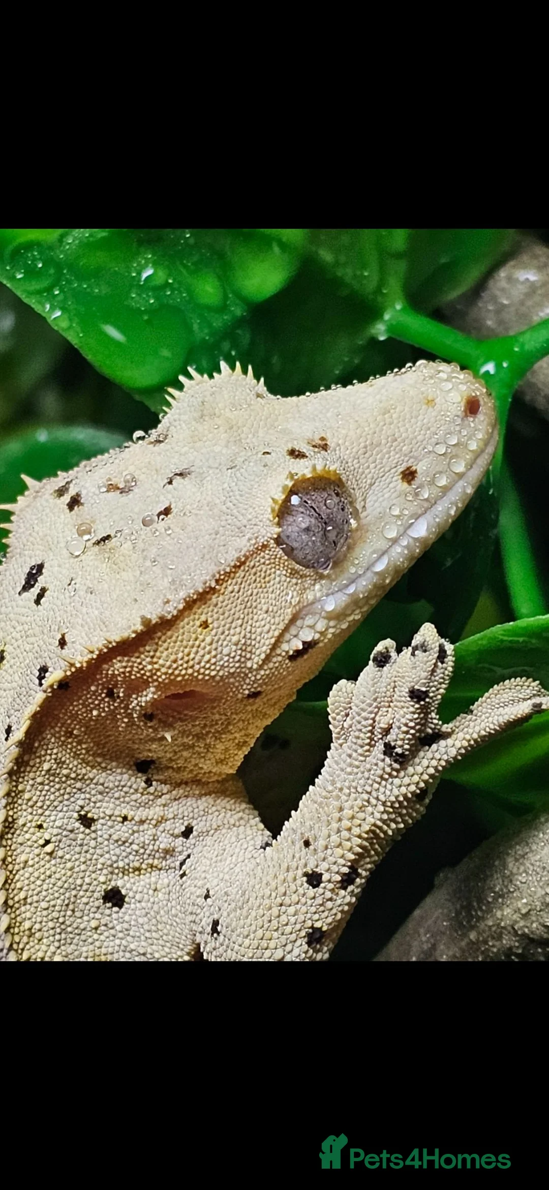 Gecko reptiles for sale: Male crested gecko - Advert 1