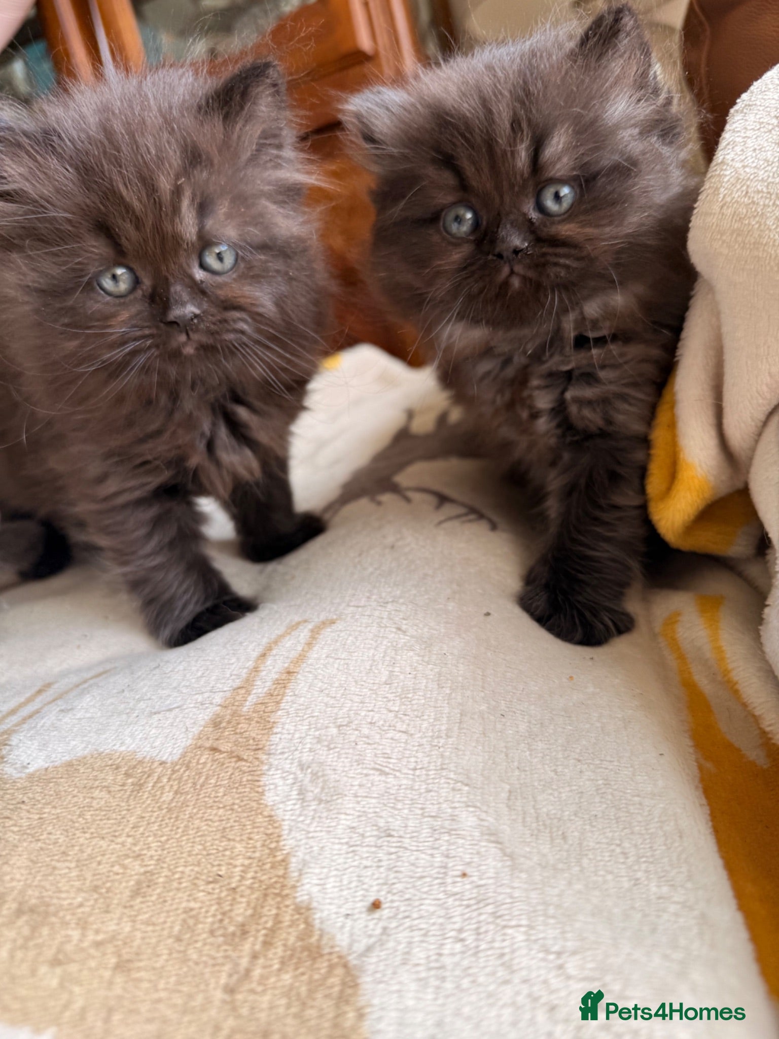 British Longhair cats Fluffy, short leg, show quality kittens available  - Advert 3