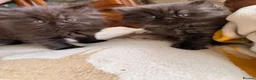 British Longhair cats for sale: Fluffy, short leg, show quality kittens available  - Advert 4