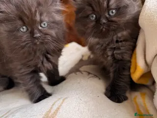 British Longhair cats Fluffy, short leg, show quality kittens available - Advert 3