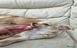 Chihuahua dogs for sale: Chihuahua long haired xs - Image 3