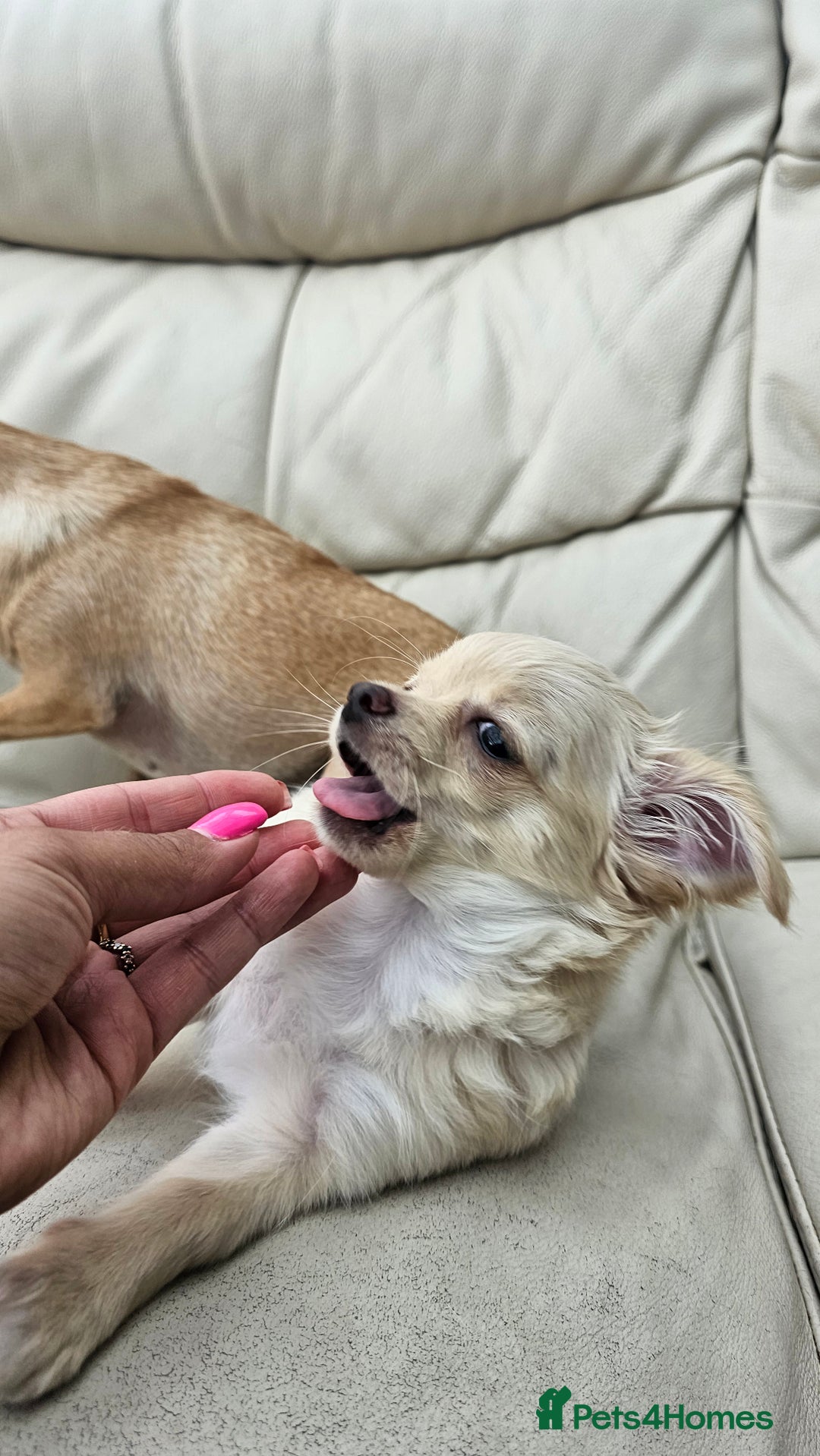 Chihuahua dogs for sale: Chihuahua long haired xs - Image 3