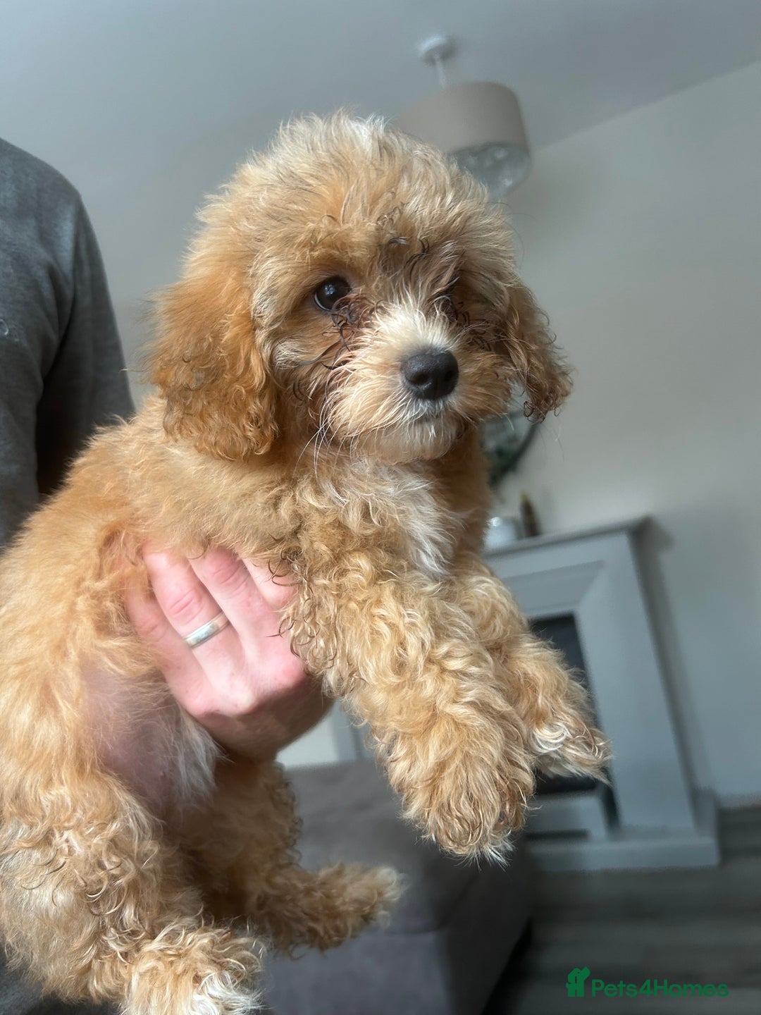 Poochon dogs for sale: Poochon puppy  - Image 2