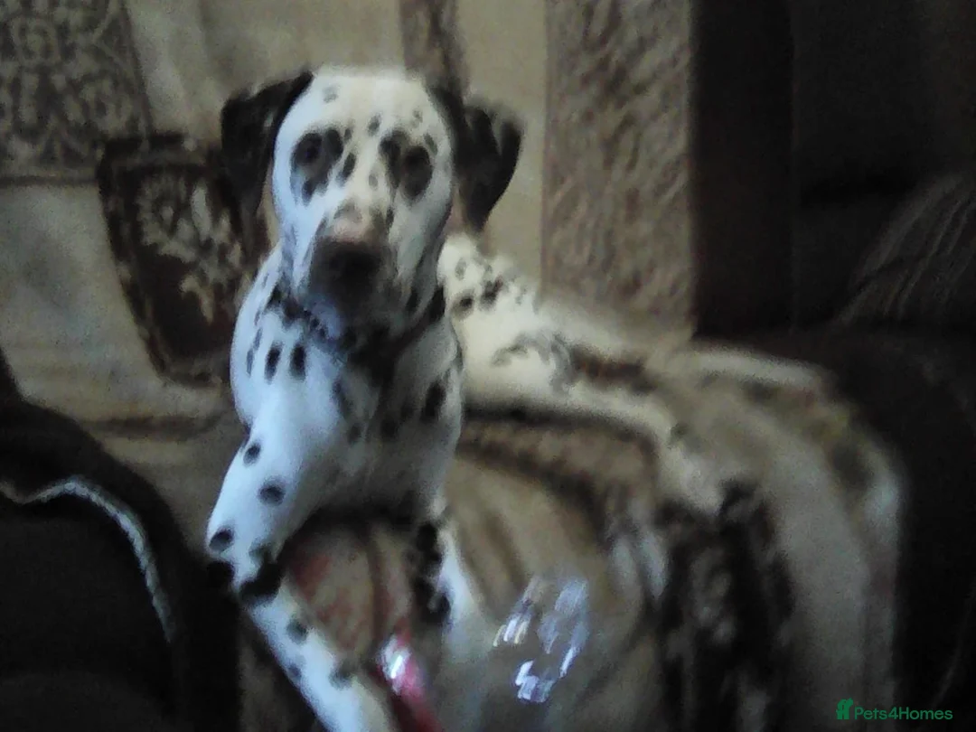 Dalmatian dogs for sale: Dalmatian for Sale - Advert 1