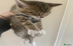 Bengal cats for sale: 3 BengalX kittens  - Image 3