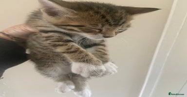 Bengal cats - Advert 9