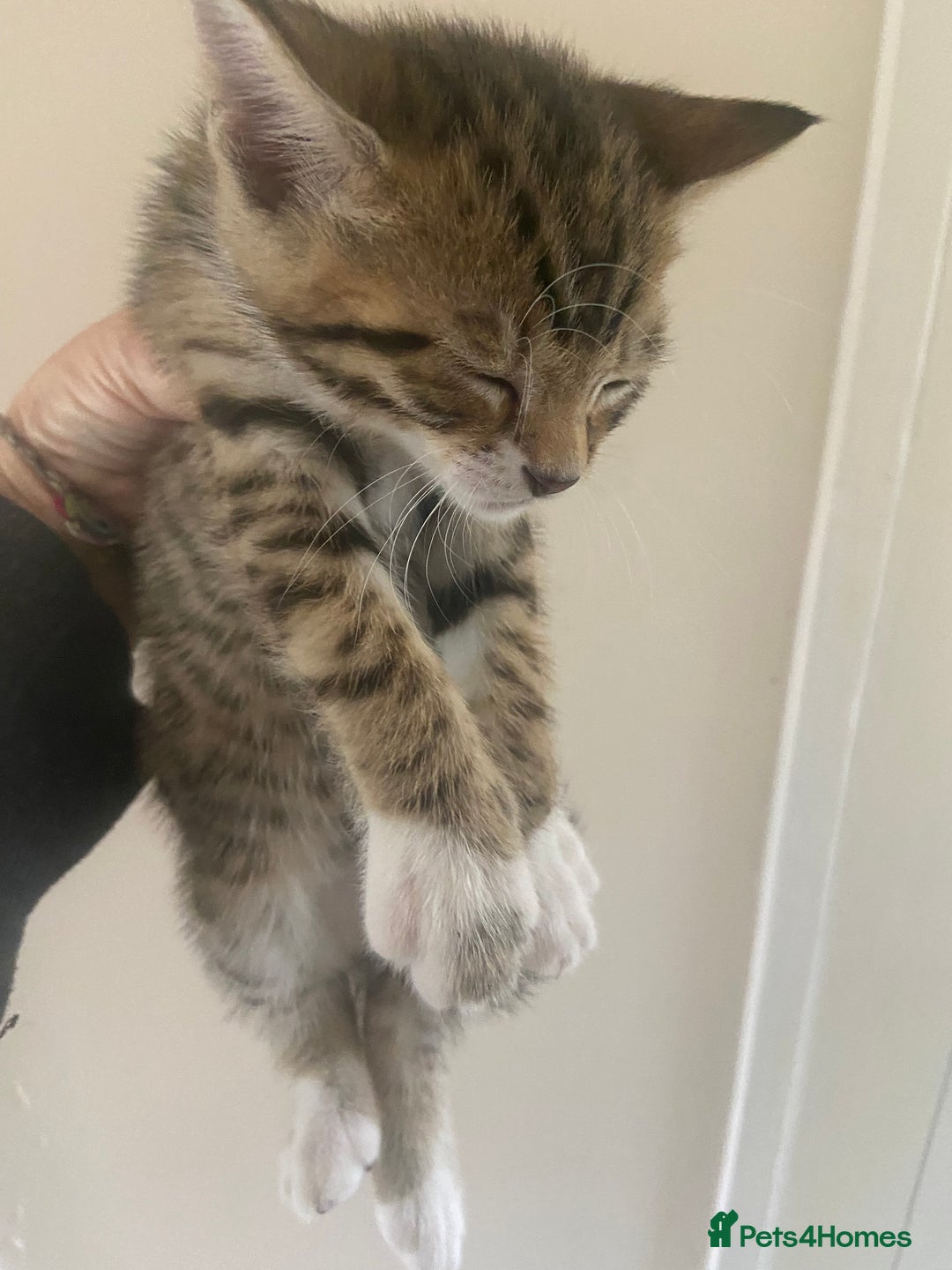 Bengal cats for sale: 3 BengalX kittens  - Image 3
