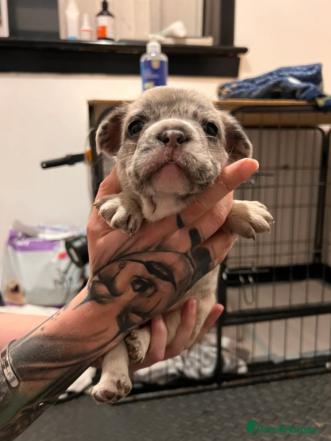 French Bulldog dogs for sale: 🐾 DWKC Registered French Bulldog Puppies  - Advert 5