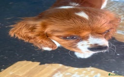 Cavalier King Charles Spaniel dogs for sale: King Charles cavalier male  - Image 2