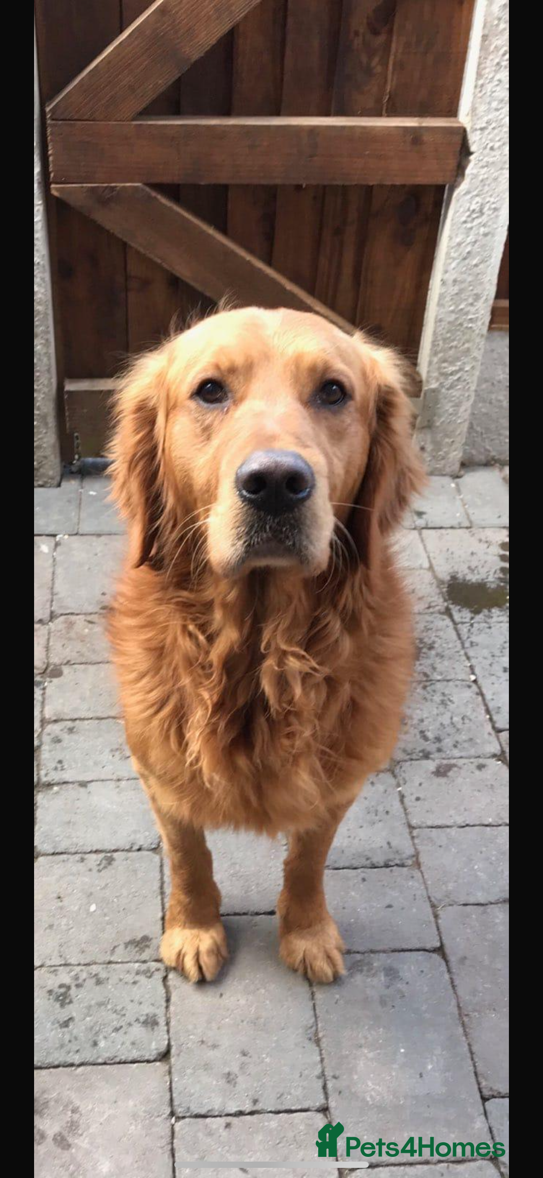 Golden Retriever dogs for sale: Gorgeous Golden Retriever Puppies - Image 15