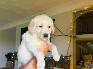 Goldendoodle dogs Goldendoodle puppies - Advert 1