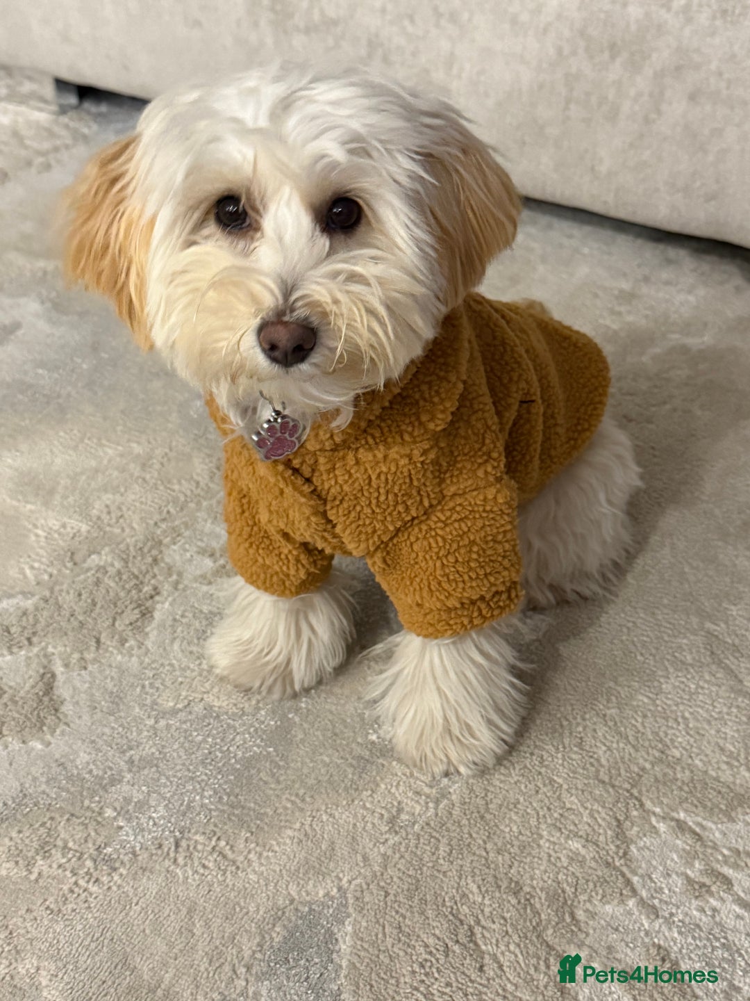 Maltipoo dogs for sale: Daisy F1 Maltipoo - Advert 2