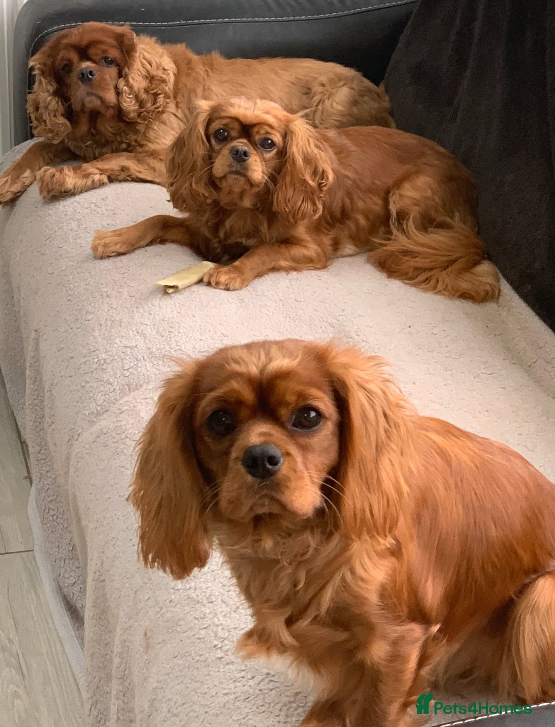 Cavapoo dogs for sale: Outstanding Red F1 cavapoo puppies H/C DNA CLEAR - Image 15