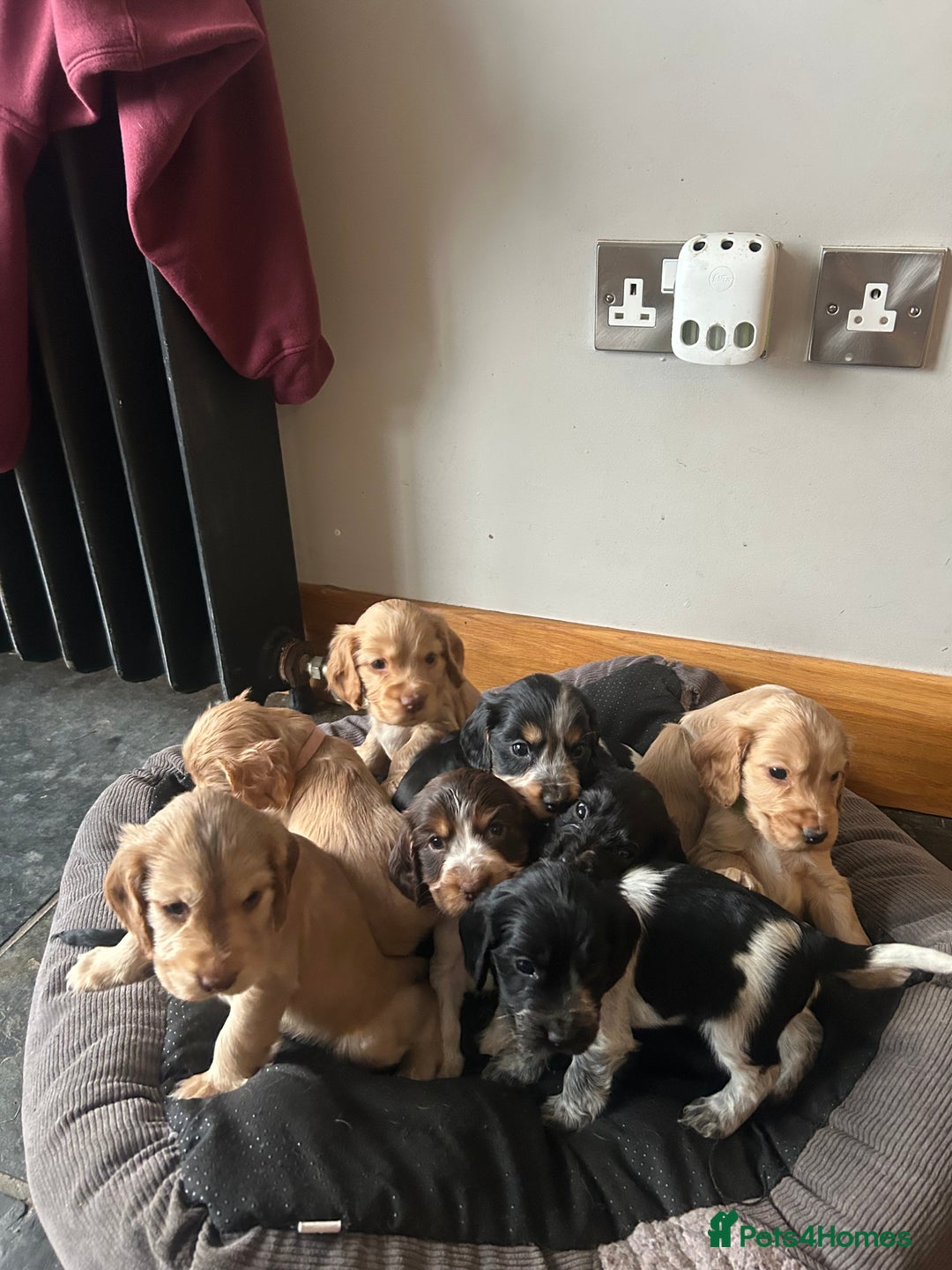 Cocker Spaniel dogs for sale: Show Cocker Spaniel - Advert 8