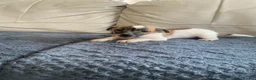 Jack Russell dogs for sale: Jackrussel pups  - Advert 5