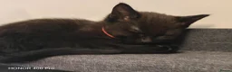 Mixed Breed cats for sale: Beautiful kittens - Advert 6