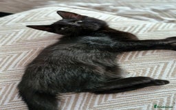 Ragdoll cats for sale: Mix Ragdoll with Bengal  - Image 4