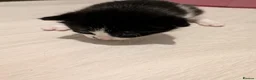 Mixed Breed cats for sale: Kittens - Advert 10