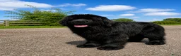 Newfoundland dogs for stud: Newfoundland stud - Advert 6