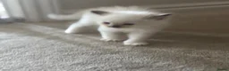 Ragdoll cats for sale: Stunning gccf lilac colourpoint boy available  - Advert 9