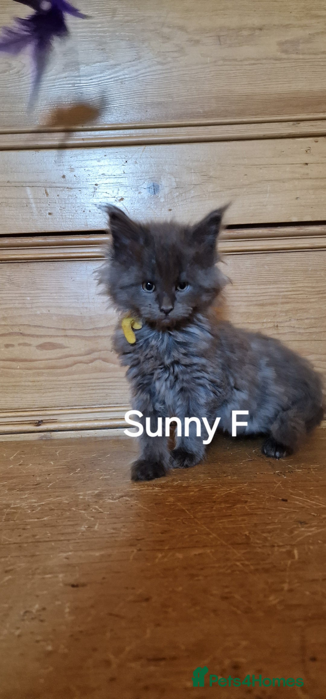 Maine Coon cats for sale: Maine coon kittens  - Image 5