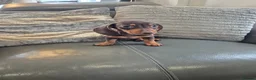 Miniature Dachshund dogs for sale: KC Dachshunds  - Ready now - Advert 9