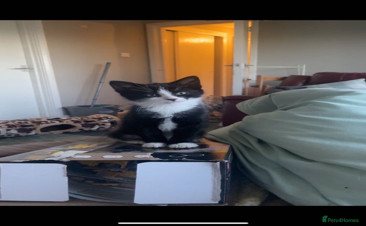 Mixed Breed cats - Advert 2