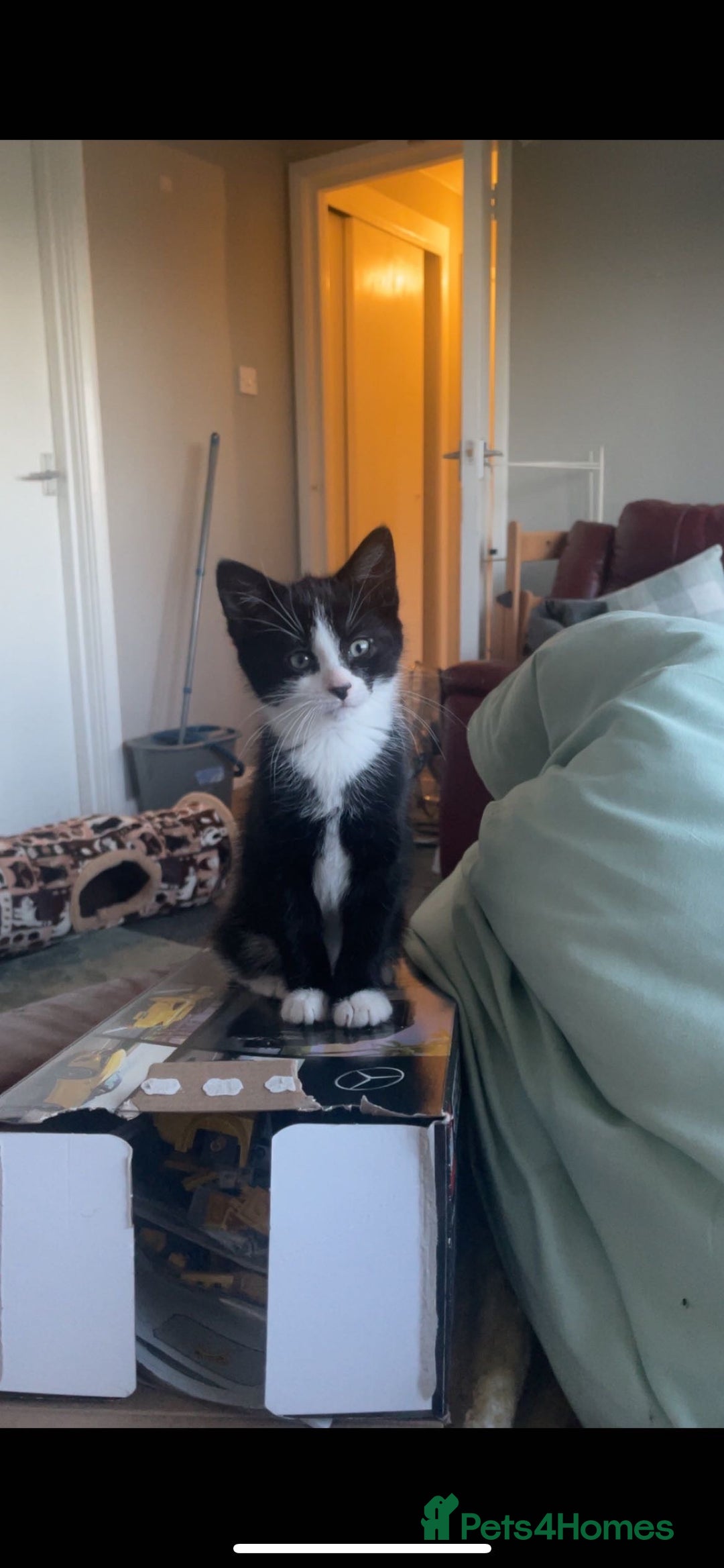Mixed Breed cats for sale: 18-week old kitten needing a new home  - Image 1