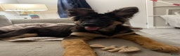 German Shepherd dogs for sale: 💔 Loving Home Wanted  – 4-Month-Old GS Puppy 💔 - Advert 4