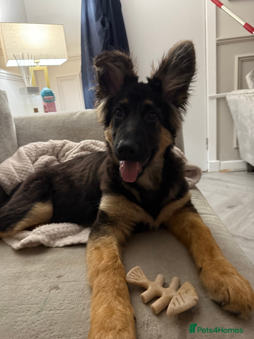 German Shepherd dogs for sale: 💔 Loving Home Wanted  – 4-Month-Old GS Puppy 💔 - Advert 4