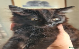 British Shorthair cats for sale: Four lil fut baby's ready for homes - Image 1