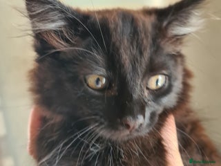 British Shorthair cats - Advert 14