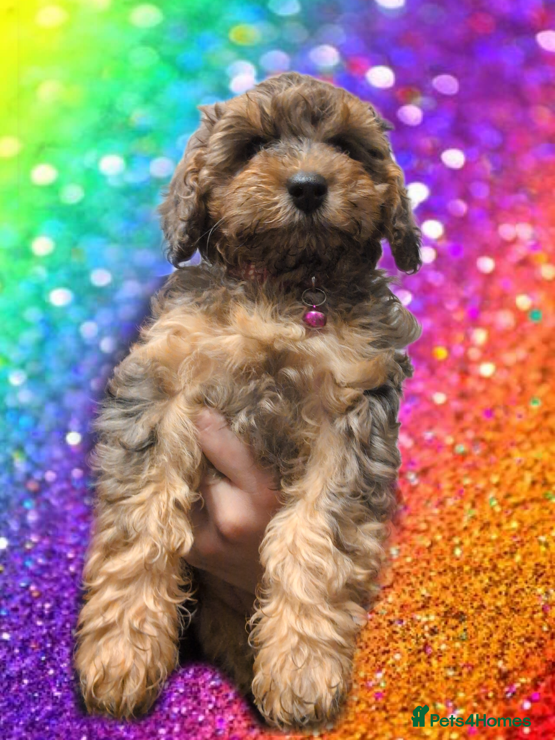 Cockapoo dogs Cockapoos F2 Merles/Phantoms - Parents DNA clear - Advert 8