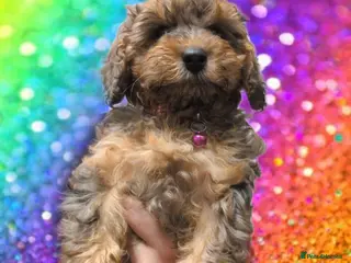 Cockapoo dogs Cockapoos F2 Merles/Phantoms - Parents DNA clear - Advert 8