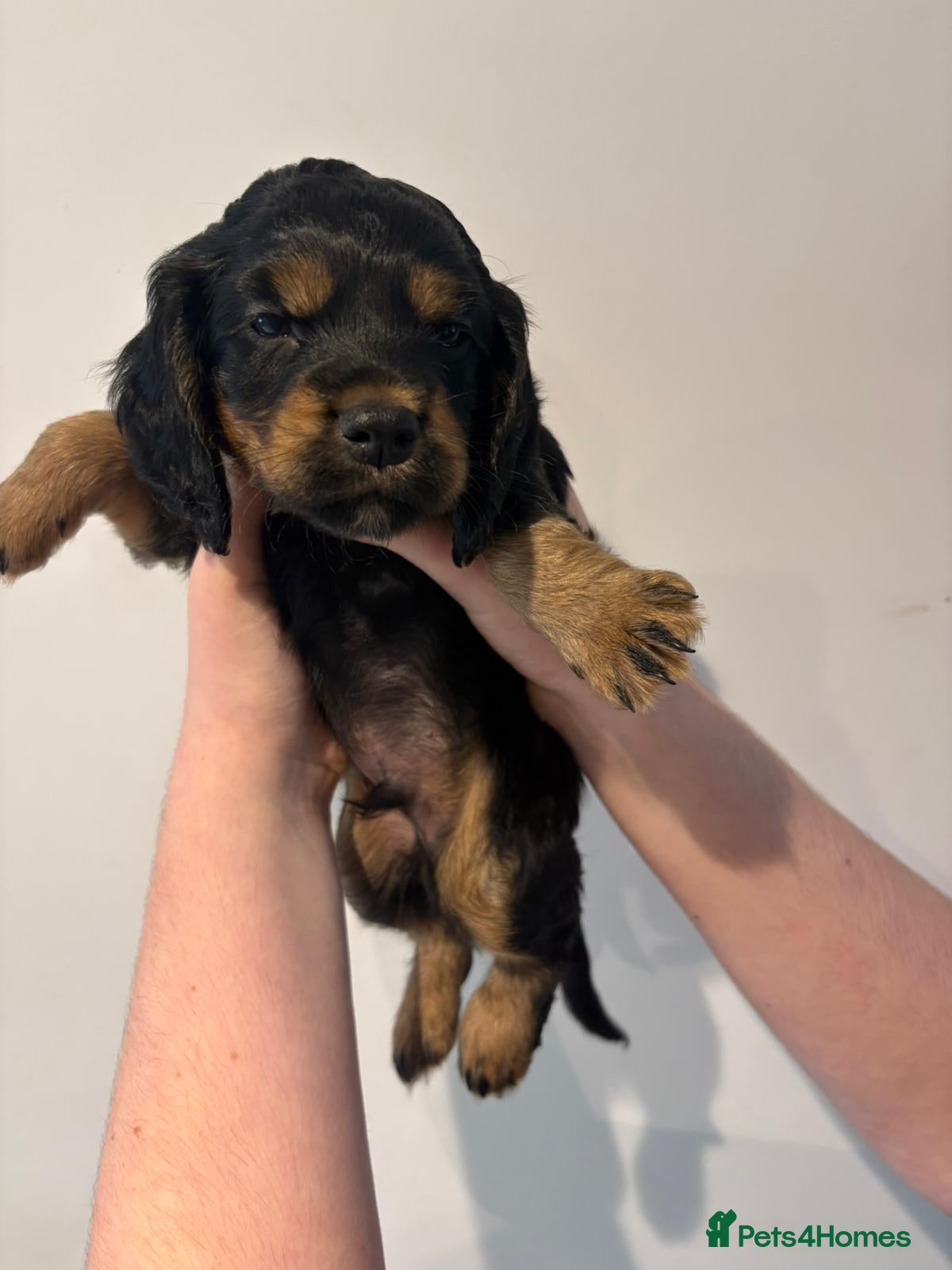 Cocker Spaniel dogs  working cocker spaniel 1 boy left ready now   - Advert 7