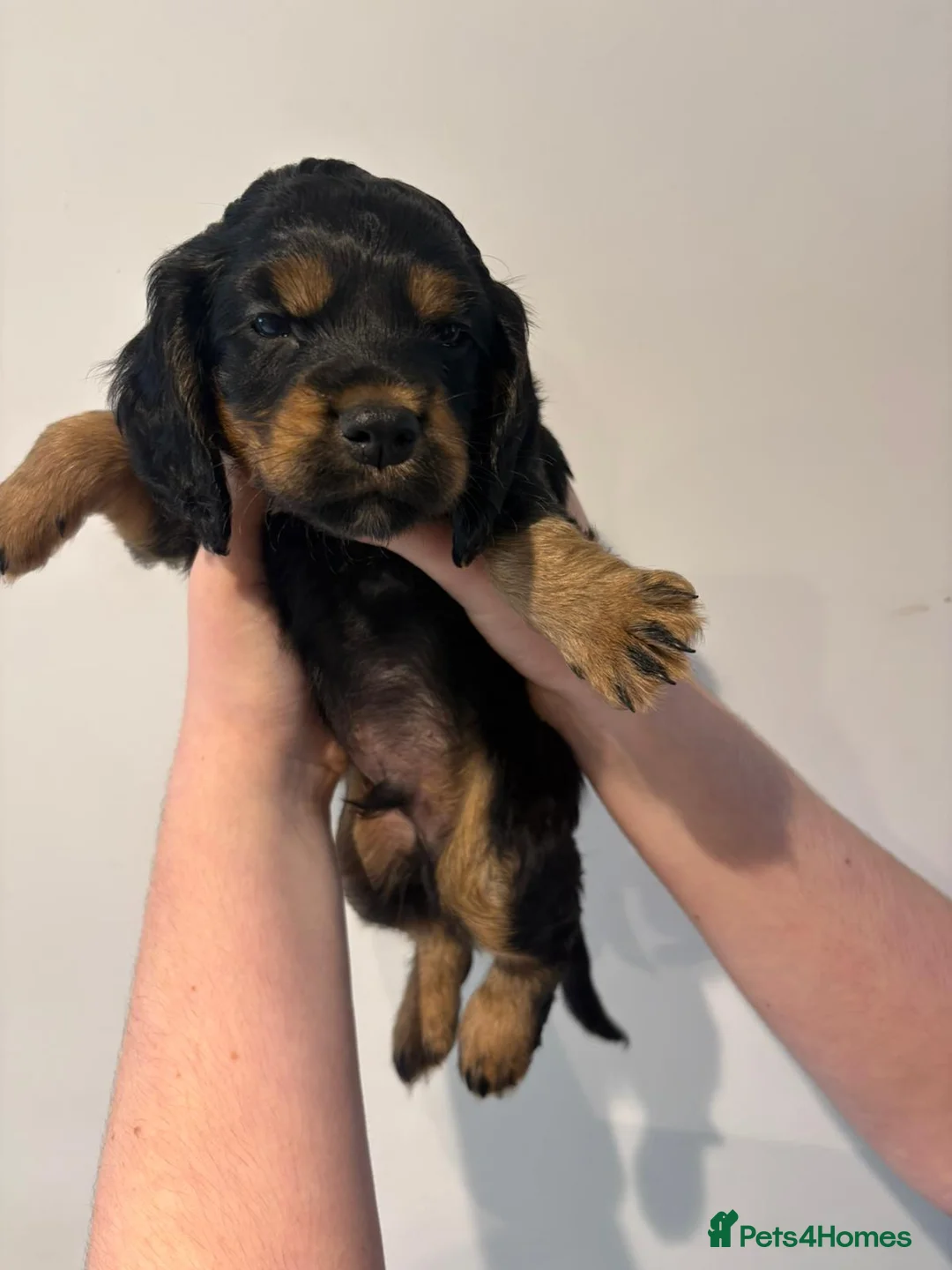 Cocker Spaniel dogs for sale:  working cocker spaniel 1 boy left ready now   - Advert 1