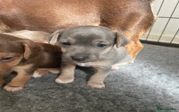 Jack Russell dogs for sale: 🐾 Miniature Jack Russell Puppies 🐾 - Image 15