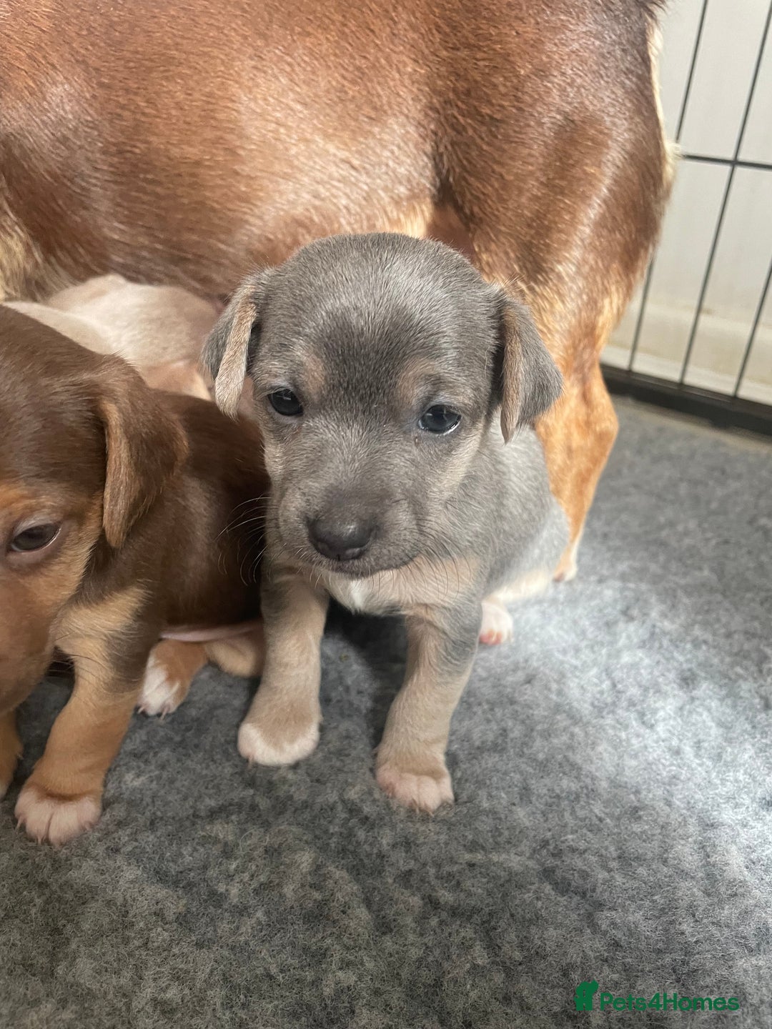 Jack Russell dogs for sale: 🐾 Miniature Jack Russell Puppies 🐾 - Image 15