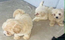 Maltipoo dogs for sale: Maltipoo puppies  - Image 9