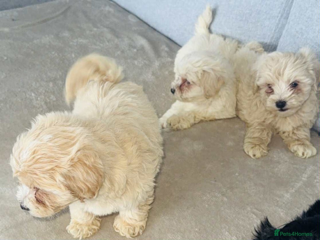 Maltipoo dogs for sale: Maltipoo puppies  - Image 9