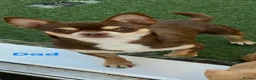 Chihuahua dogs for sale: Chihuahuas in Barnsley - Advert 8