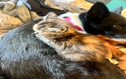 Mixed Breed cats for sale: Beautiful, confident tabby kittens  - Image 6