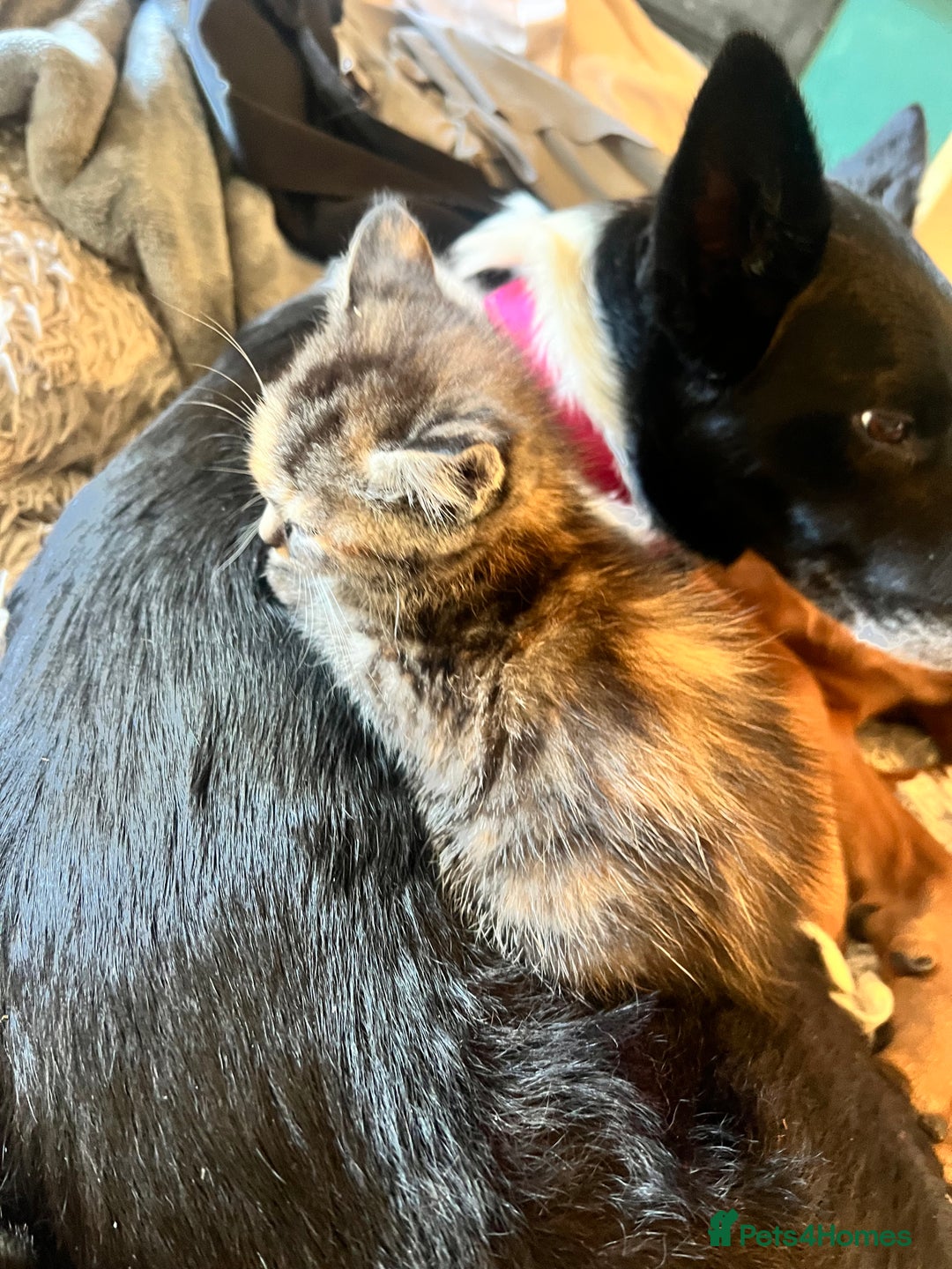Mixed Breed cats for sale: Beautiful, confident tabby kittens  - Image 6