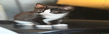 Black and White Shorthaired Male 