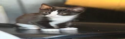 Mixed Breed cats for sale: 🐾 2 Kittens for Sale – Male & Female, Ready Now - Advert 8
