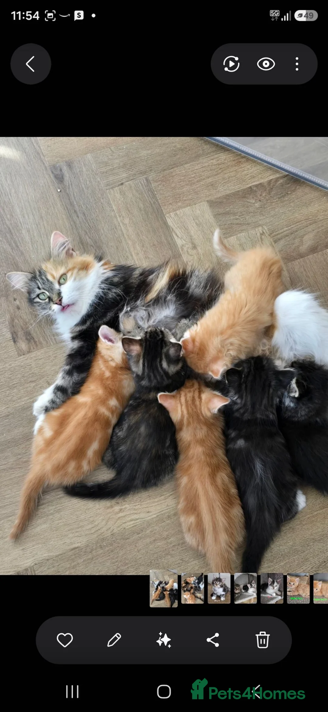 Mixed Breed cats for sale: Beautiful kittens - Advert 30